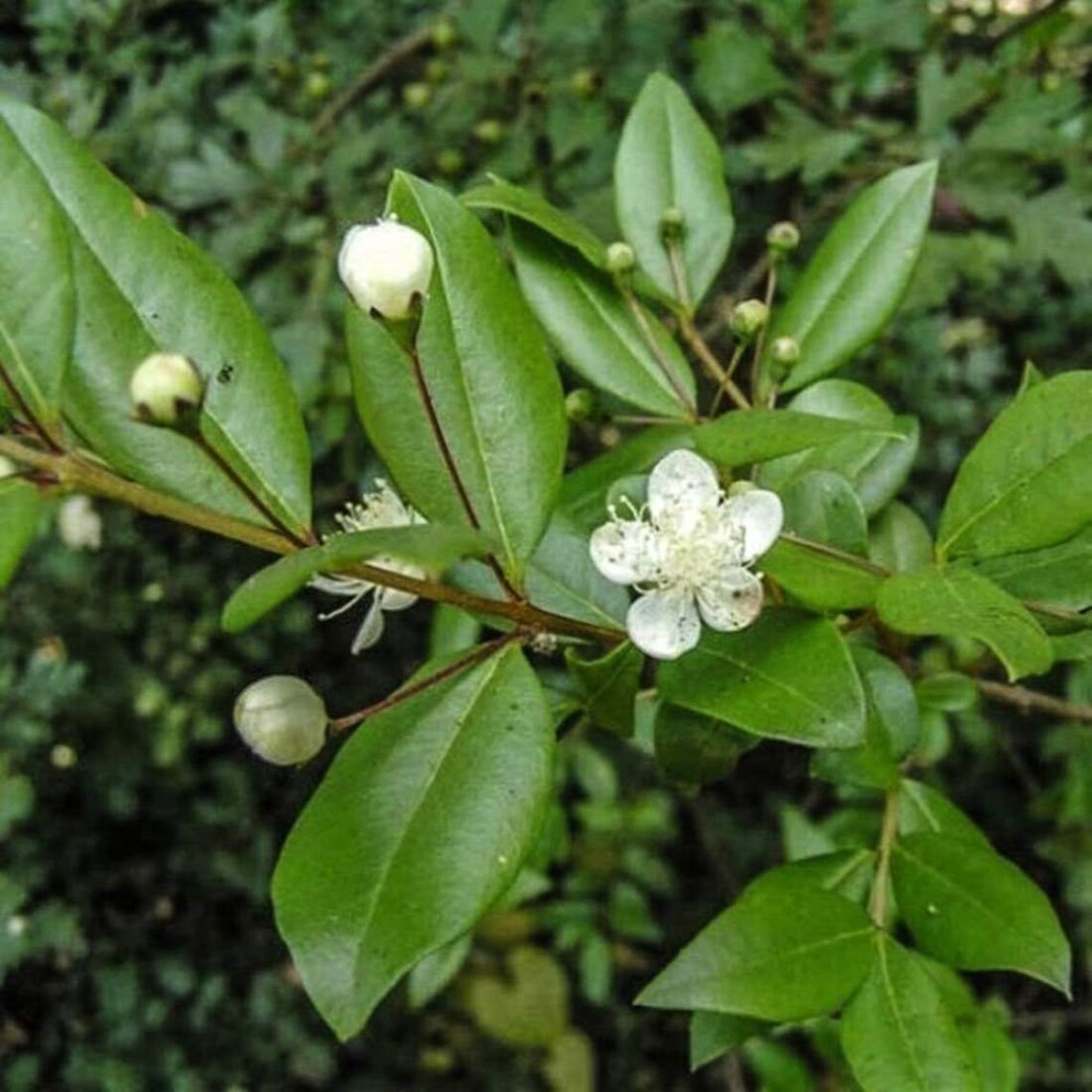 MYRTLE Leaf 2oz 57g ORGANIC Dried Bulk Herb Myrtus Communis Etsy