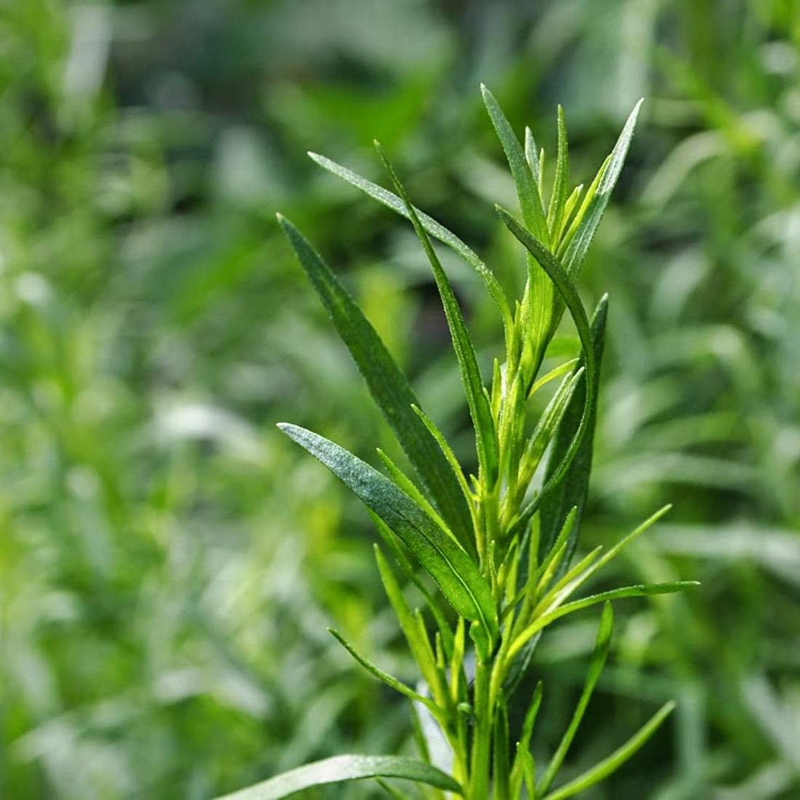TARRAGON Leaf 2oz 57g ORGANIC Dried Bulk Spice Artemisia Etsy
