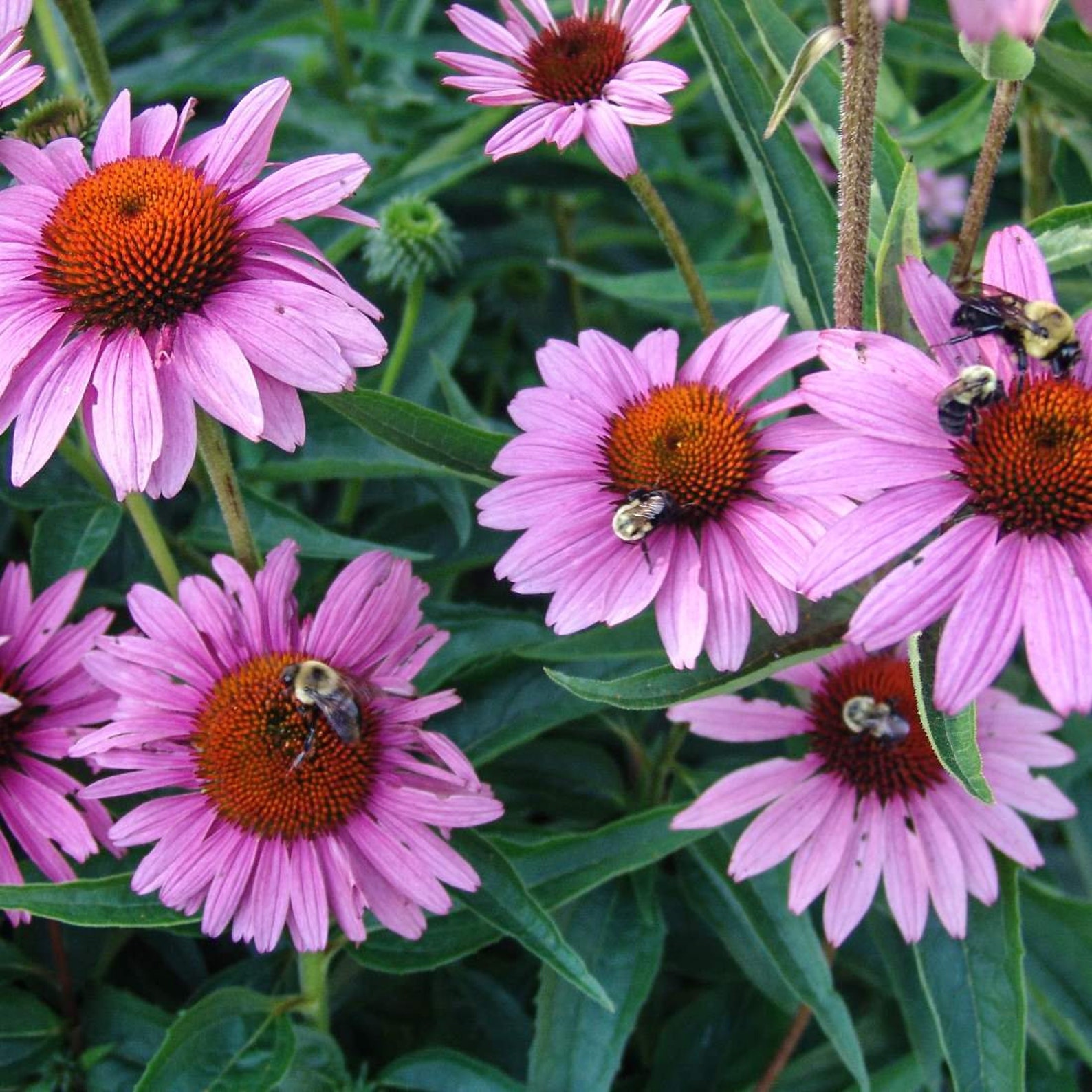 ECHINACEA Root 2oz 57g ORGANIC Dried Bulk Herb Echinacea Etsy