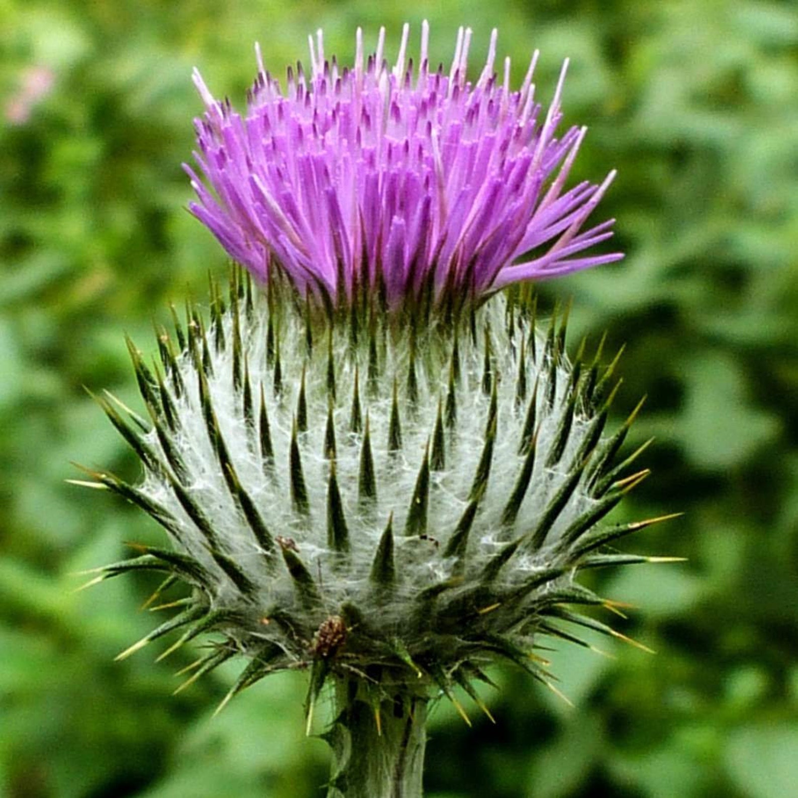 SCOTCH THISTLE Flower 4lb 1814g ORGANIC Dried Bulk Herb Etsy