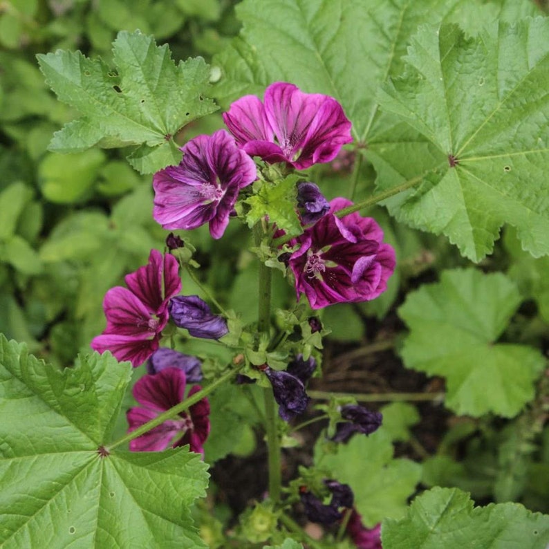 BLUE MALLOW Herb 1lb 454g ORGANIC Dried Bulk Tea, Malva Sylvestris Herba /Available qty from 2oz-4lbs/ image 3