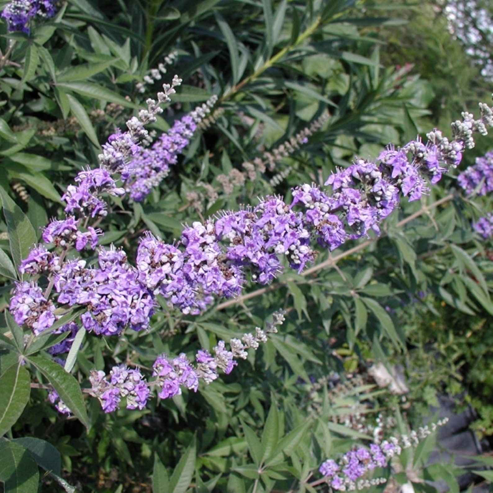 Vitex Chaste Tree Berries 4oz 113g ORGANIC Dried Bulk Herb Etsy