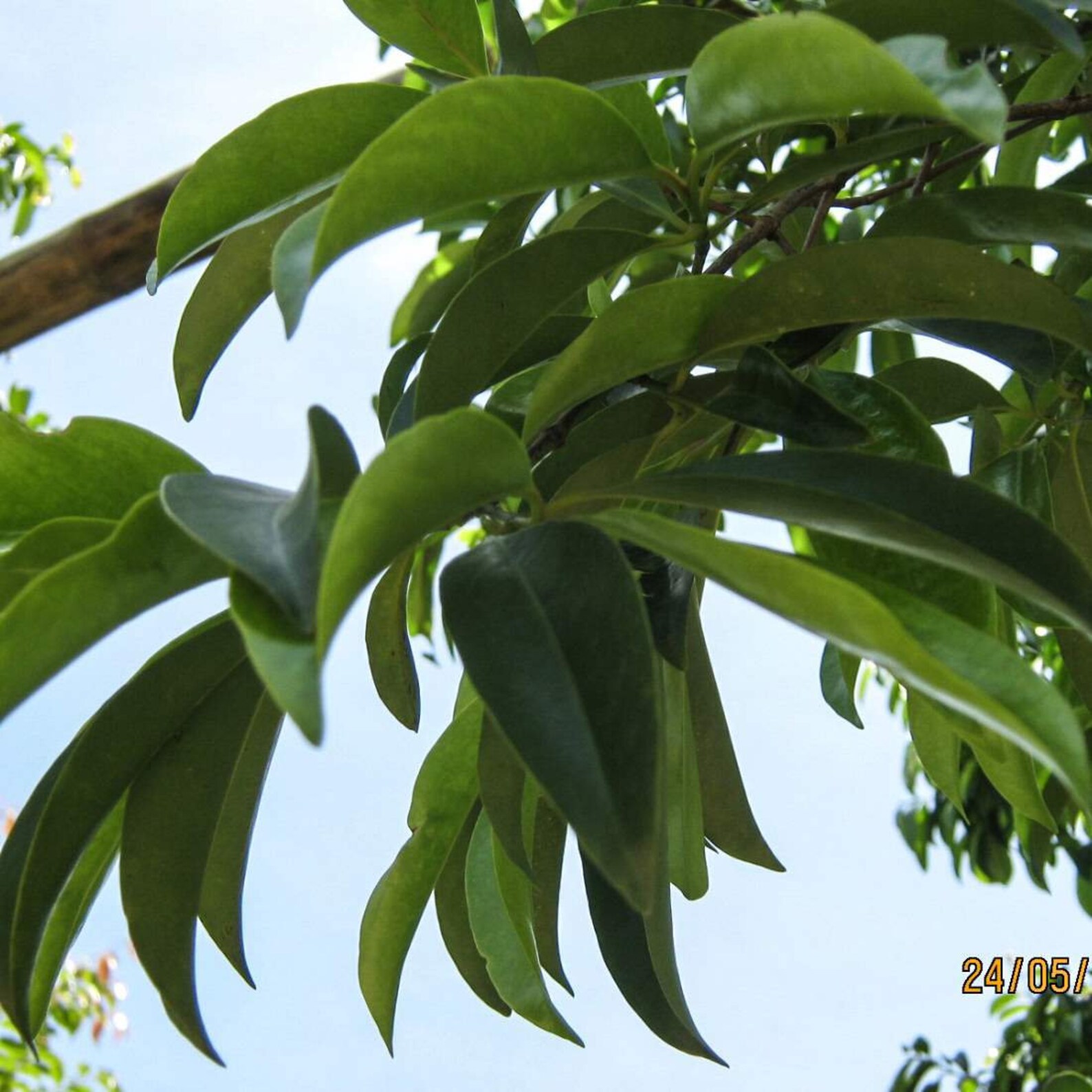 MALABAR TAMARIND Bark 4lb 1814g ORGANIC Dried Bulk Herb | Etsy