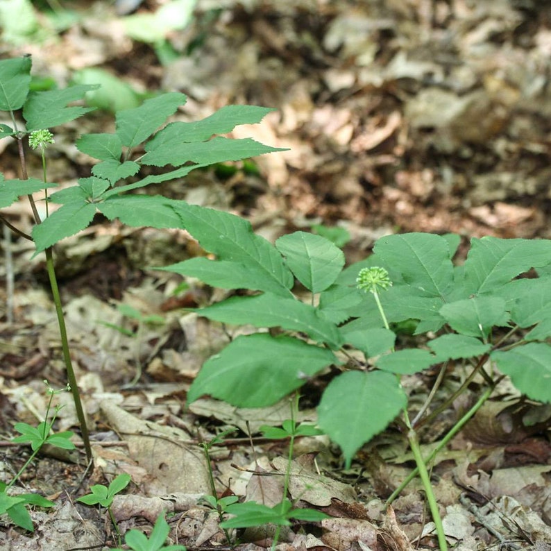 57g Panax Ginseng Radix Available qty from 2oz-4lbs ORGANIC Dried Bulk Herb GINSENG Root 2oz