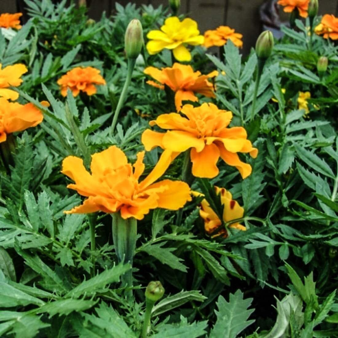 MARIGOLD Flower 2lb 907g ORGANIC Dried Bulk Herb Tagetes Etsy