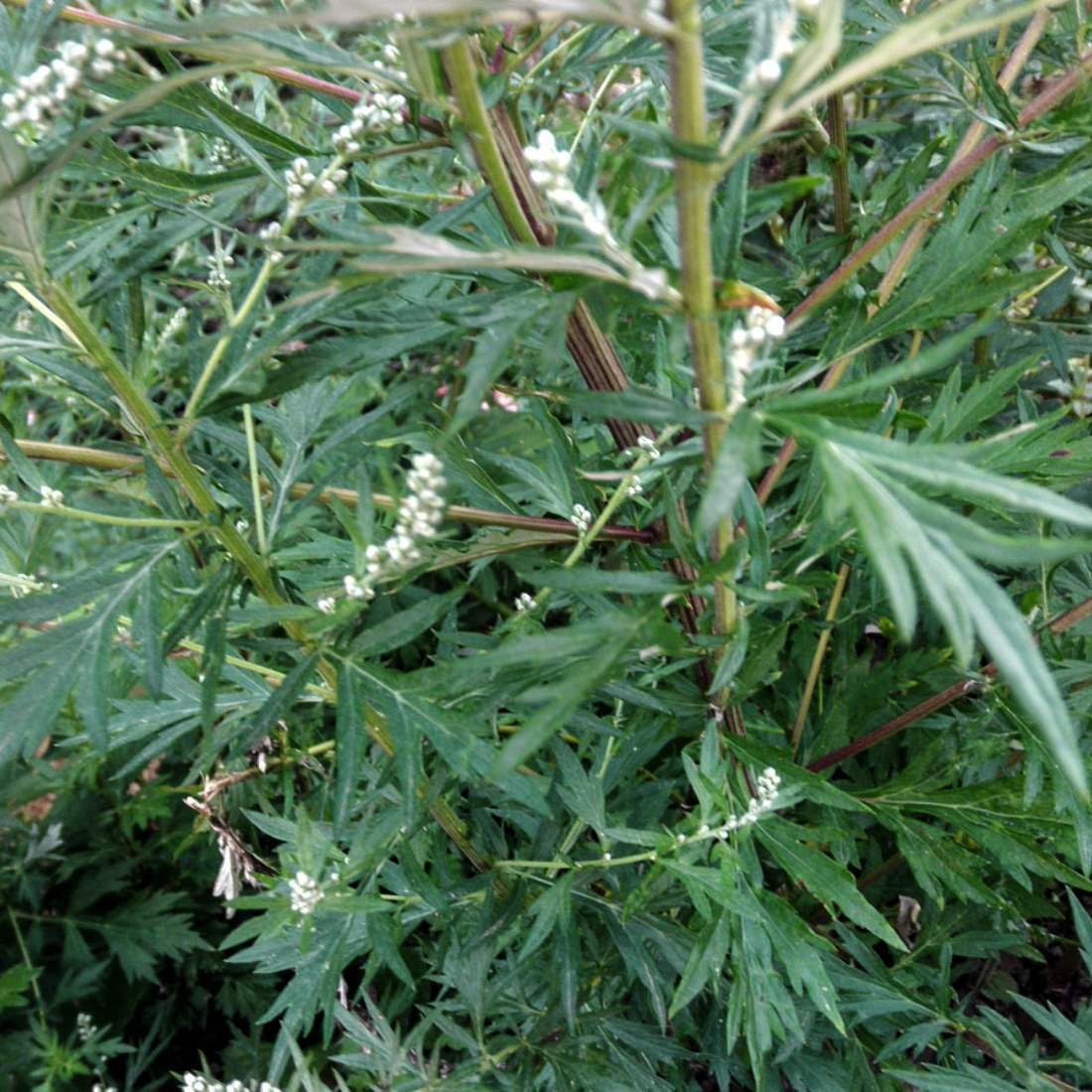 MUGWORT Herb 1lb 454g ORGANIC Dried Bulk Tea Artemisia Etsy UK