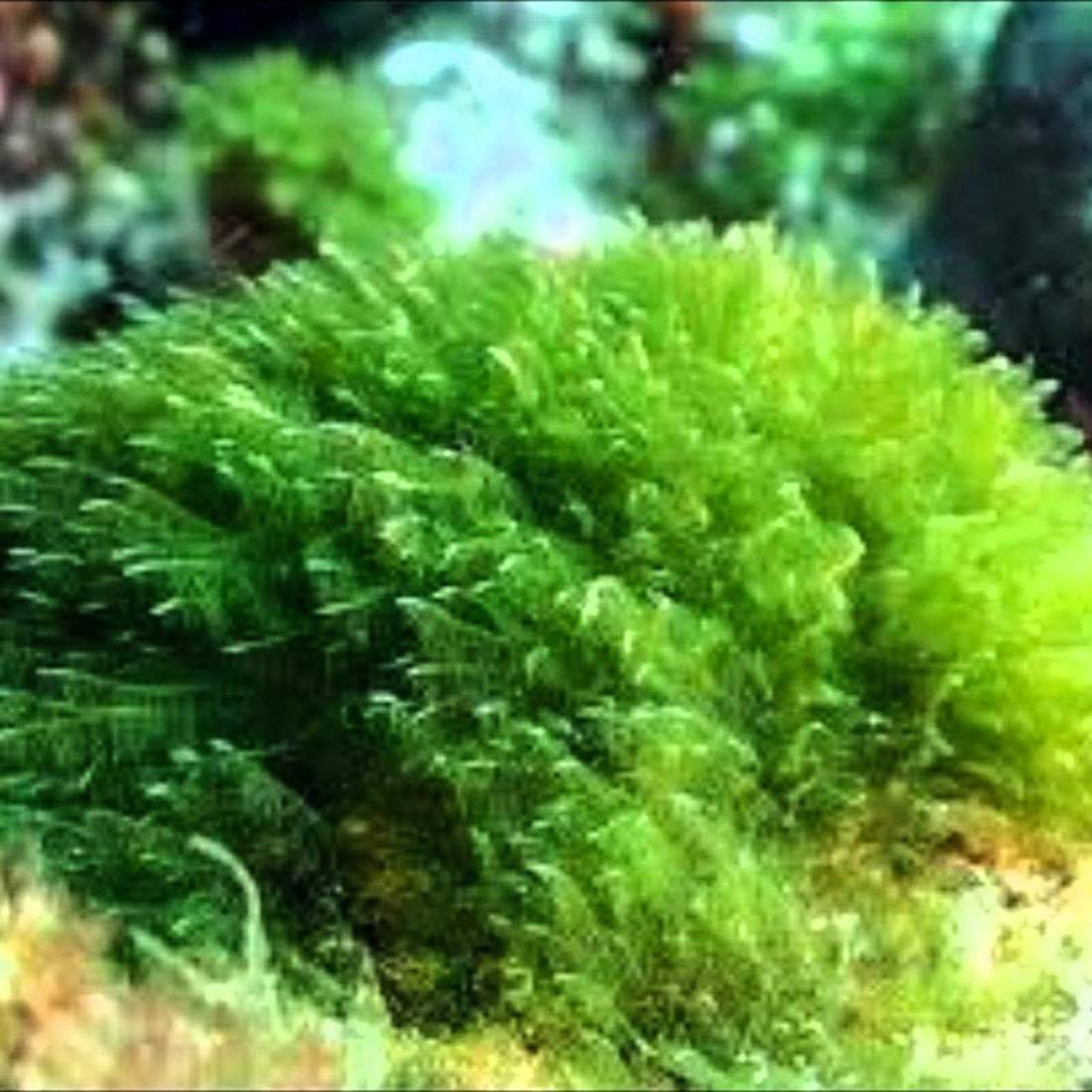 SPIRULINA Algae Powder 2lb 907g ORGANIC Dried Bulk Herb Etsy