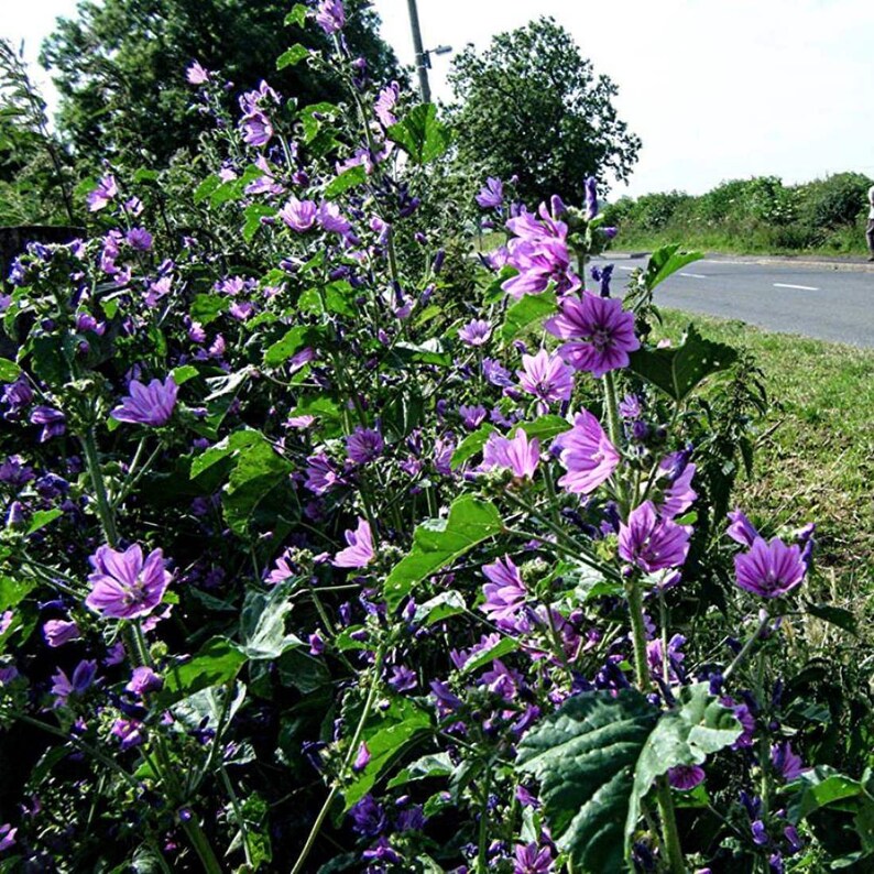 BLUE MALLOW Herb 1lb 454g ORGANIC Dried Bulk Tea, Malva Sylvestris Herba /Available qty from 2oz-4lbs/ image 5