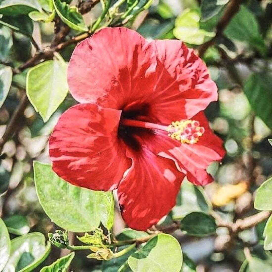 Hibiscus séché de Martinique 40 g - Exceptions d'Ailleurs