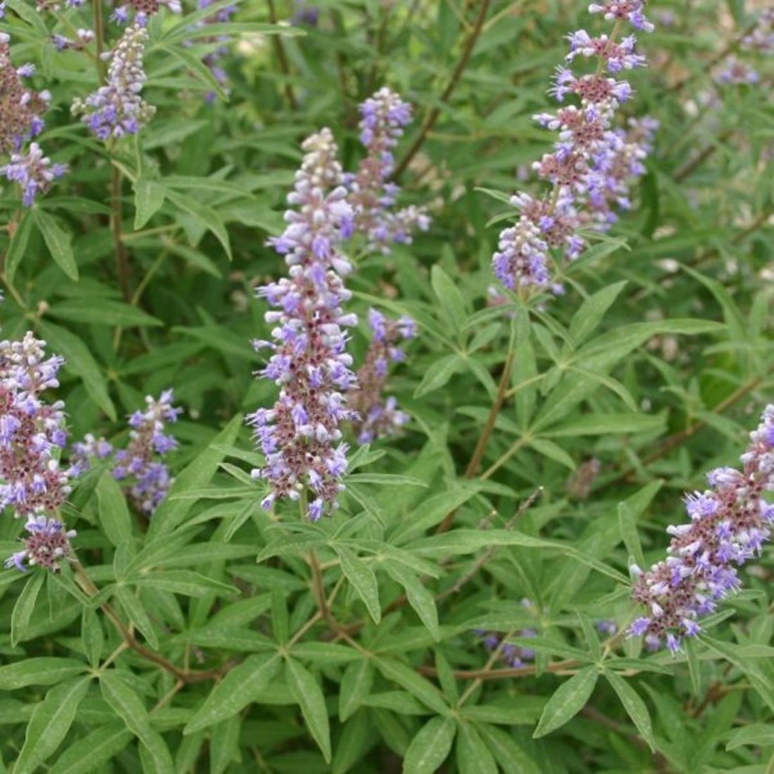 Vitex Chaste Tree Berries 1lb 454g ORGANIC Dried Bulk Herb Etsy