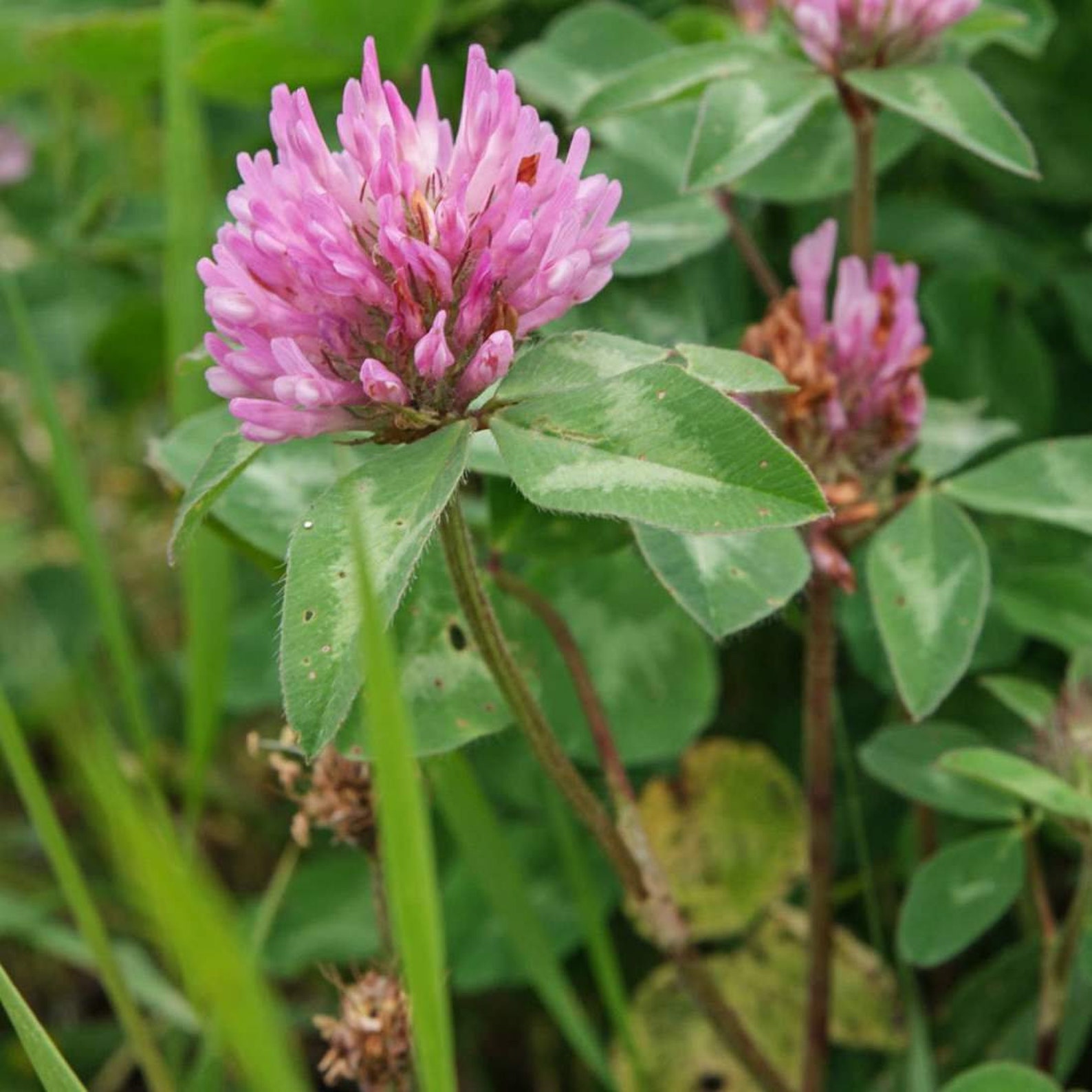 RED CLOVER Flower 2lb 907g ORGANIC Dried Bulk Herb Etsy
