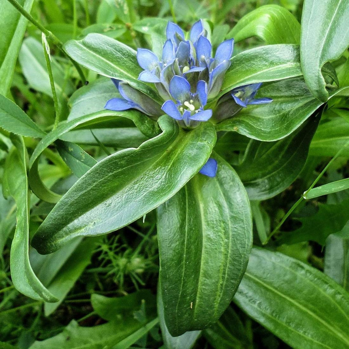 STAR GENTIAN Herb 4oz 113g ORGANIC Dried Bulk Tea Gentiana Etsy