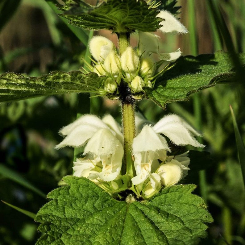 White Dead Nettle Herb 4lb 1814g ORGANIC Dried Bulk Tea, Lamium Album L Herba /Available qty from 2oz-4lbs/ image 4