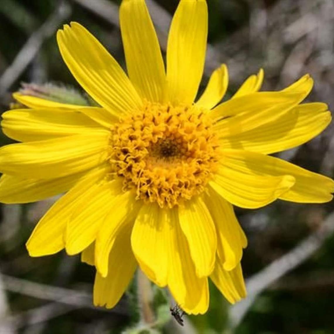 ARNICA Flower 1lb 454g ORGANIC Dried Bulk Herb Arnica Etsy