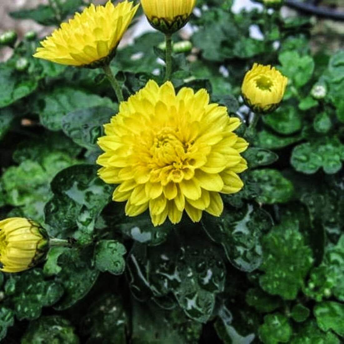 CHRYSANTHEMUM Flower 1lb 454g ORGANIC Dried Bulk Herb Etsy