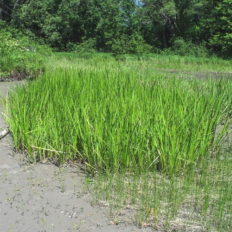 CALAMUS Root 1lb 454g ORGANIC Dried Bulk Herb Acorus Etsy