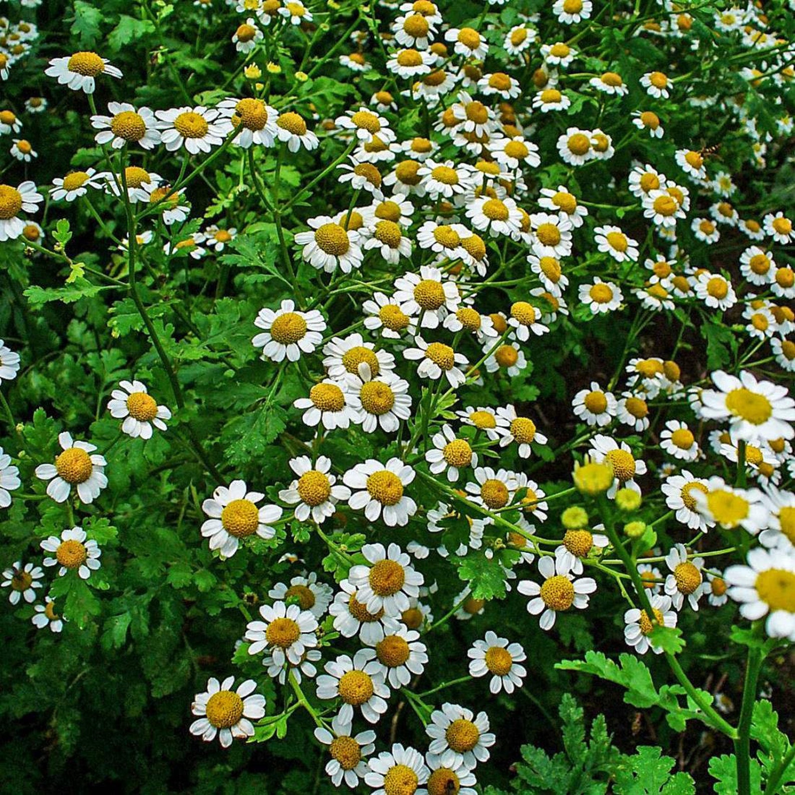 FEVERFEW Herb 1lb 454g ORGANIC Dried Bulk Tea Tanacetum Etsy