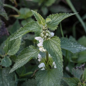 White Dead Nettle Herb 4lb 1814g ORGANIC Dried Bulk Tea, Lamium Album L Herba /Available qty from 2oz-4lbs/ image 5