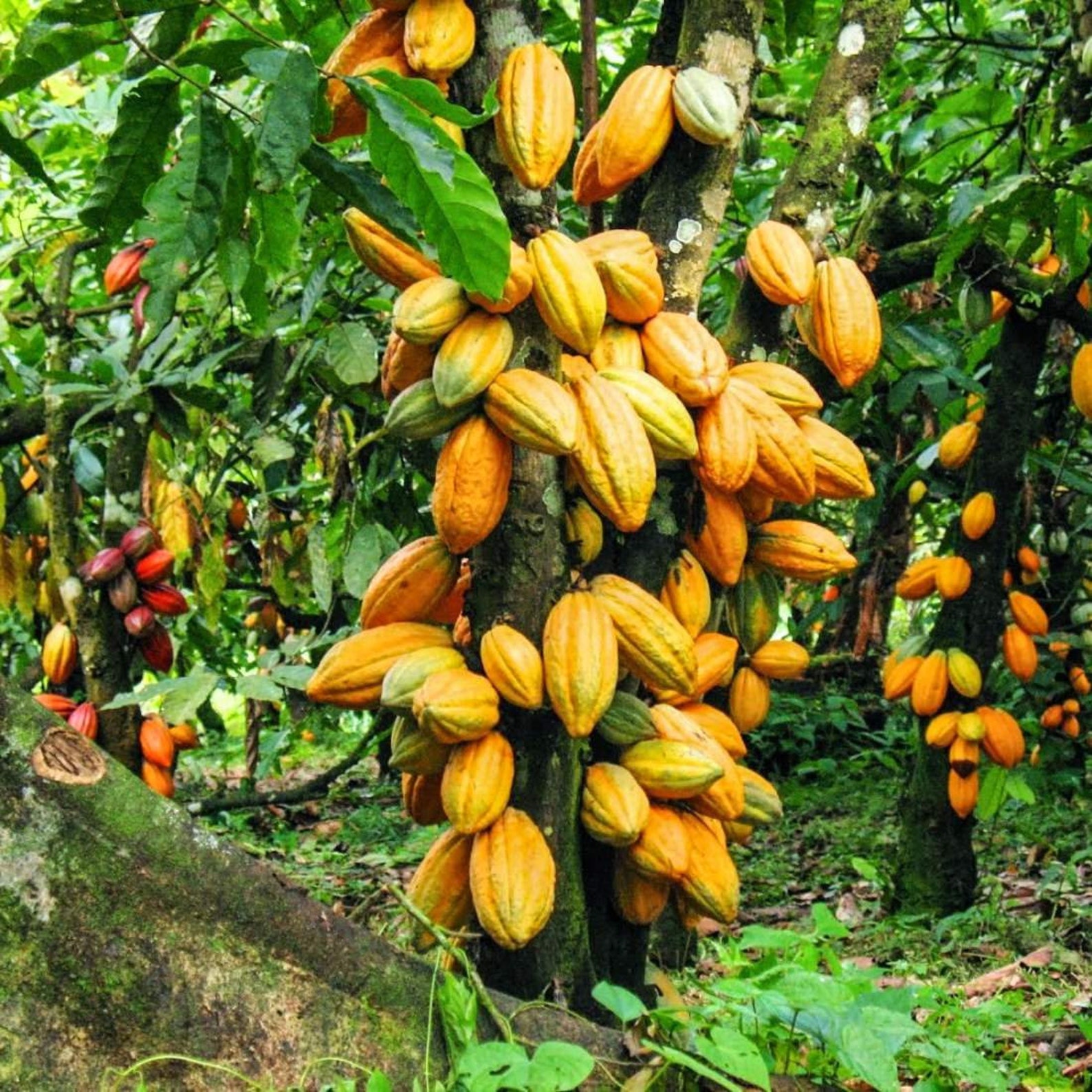 CACAO Seeds 4lb 1814g ORGANIC Dried Bulk Herb Cocoa Bean Etsy