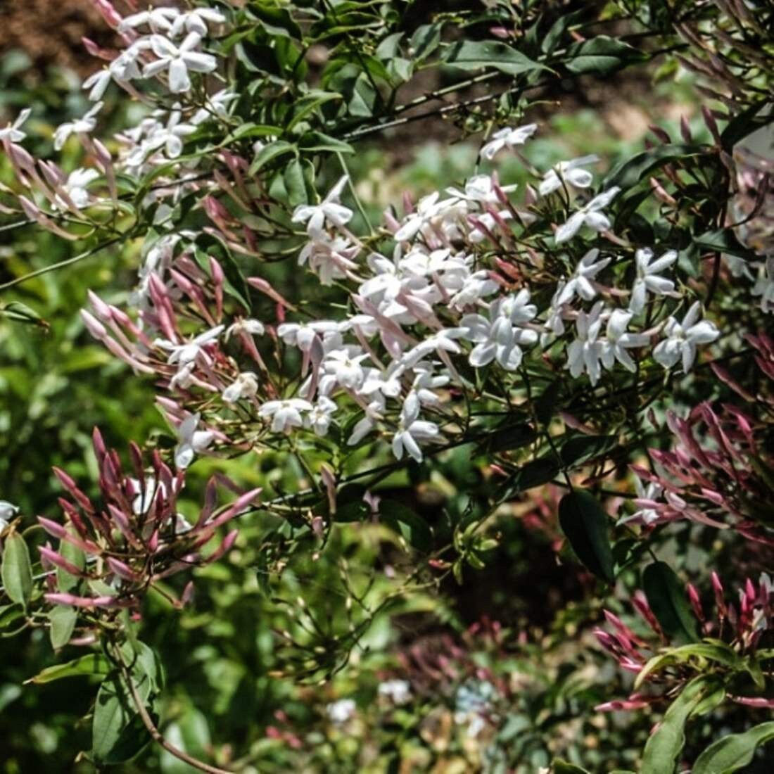 JASMINE Flower 4lb 1814g ORGANIC Dried Bulk Herb Jasminum Etsy