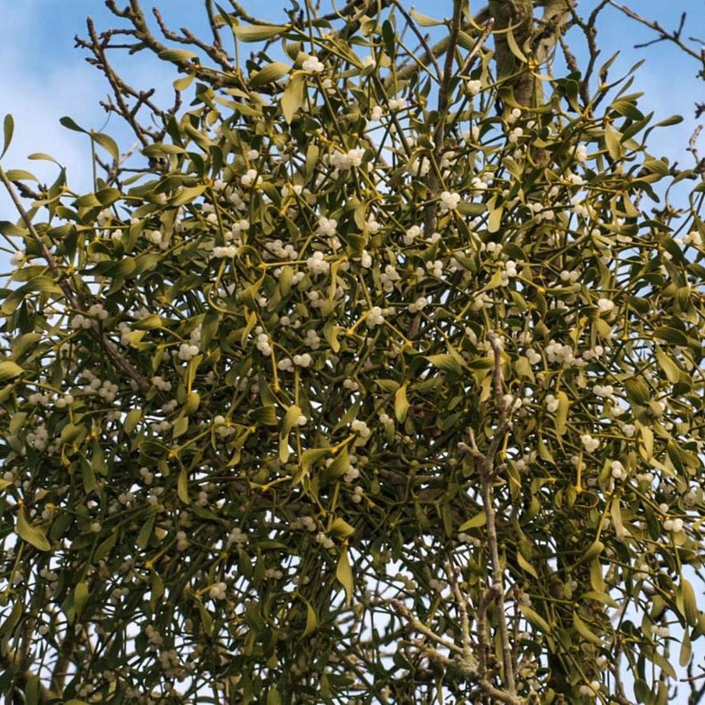 MISTLETOE Herb 4oz 113g ORGANIC Dried Bulk Tea Viscum Album Etsy