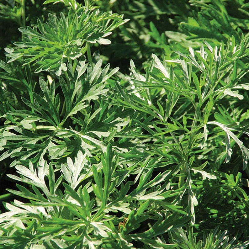 полынь и пижма. полынь пижма от блох. полынь трава от блох. полынь трава от блох. полынь трава от блох.