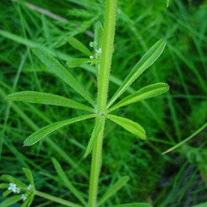 CLEAVERS Kräuter BIO getrockneter lose Tee, Galium Aparine Herba / verfügbare Menge von 2oz-1,5kg / Bild 4