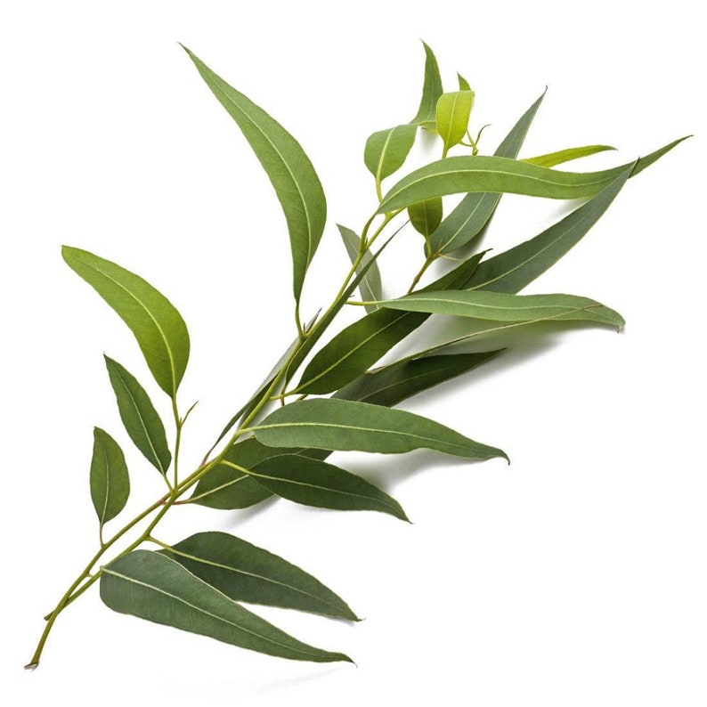 EUCALYPTUS Leaf 1lb 454g ORGANIC Dried Bulk Herb Eucalyptus Etsy