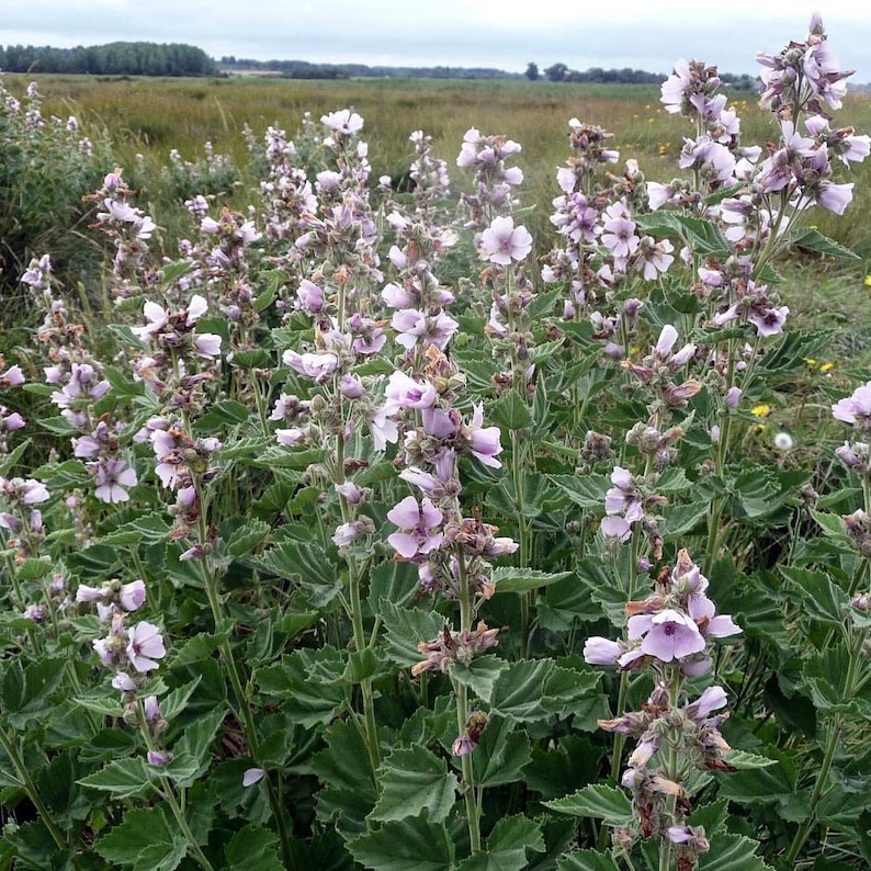 MARSHMALLOW Flower 2oz 57g ORGANIC Dried Bulk Herb Althaea Etsy