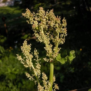 YELLOW DOCK Root 2lb 907g ORGANIC Dried Bulk Herb, Rumex Alpinus L Radix /Available qty from 2oz-4lbs/ image 4