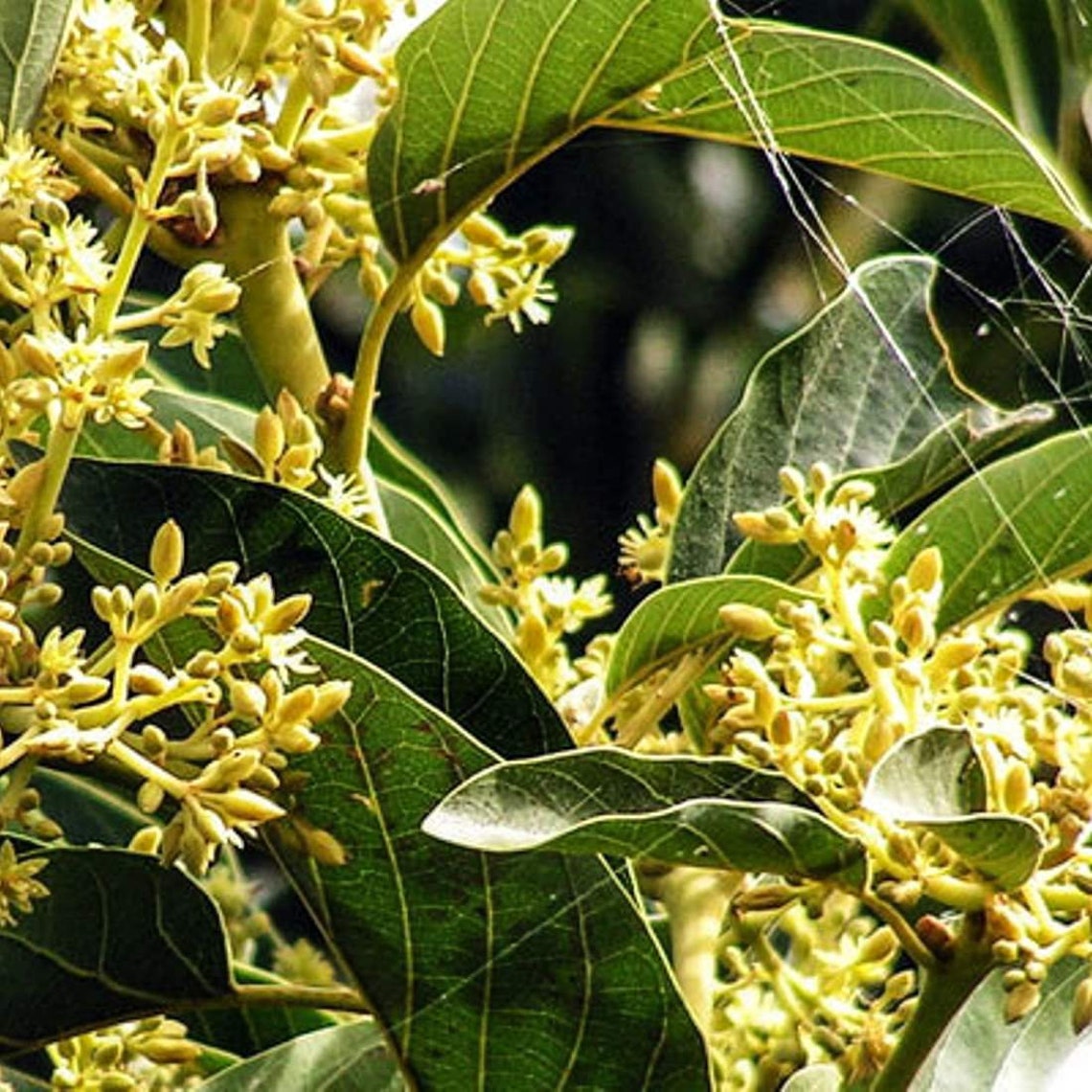 MUIRA PUAMA Bark 4lb 1814g ORGANIC Dried Bulk Herb Liriosma Etsy