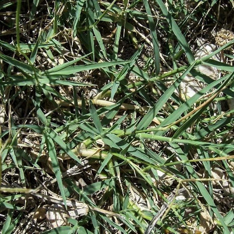 BERMUDA GRASS Root 4oz 113g ORGANIC Dried Bulk Herb, Cynodon Dactylon Radix /Available qty from 2oz-4lbs/ image 4