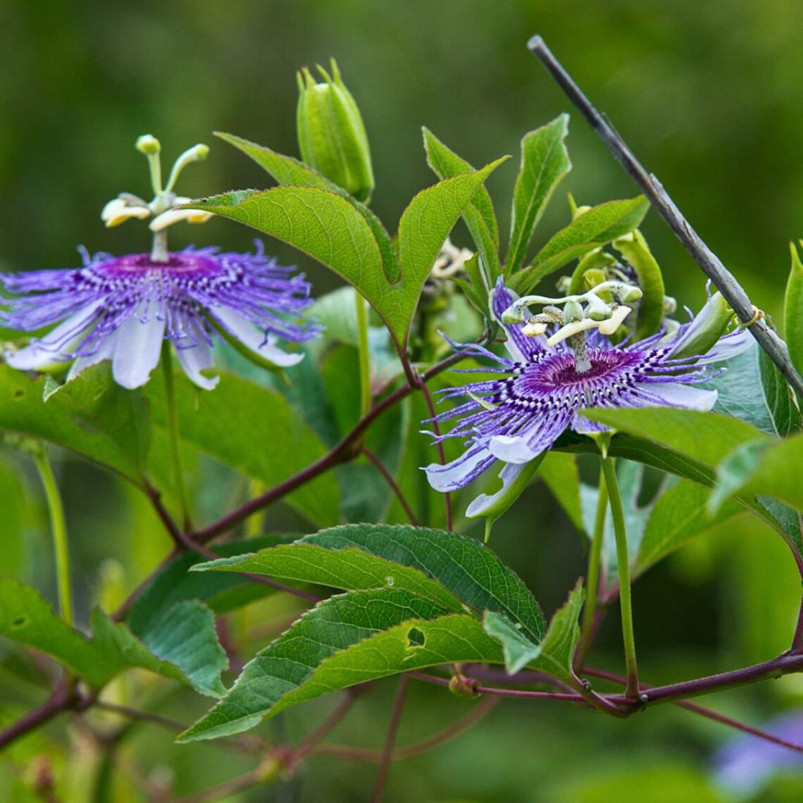 PASSION FLOWER Herb 2oz 57g ORGANIC Dried Bulk Tea Etsy