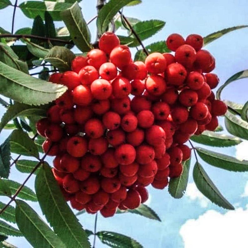 Купить Рябину Саженцы В Симферополе