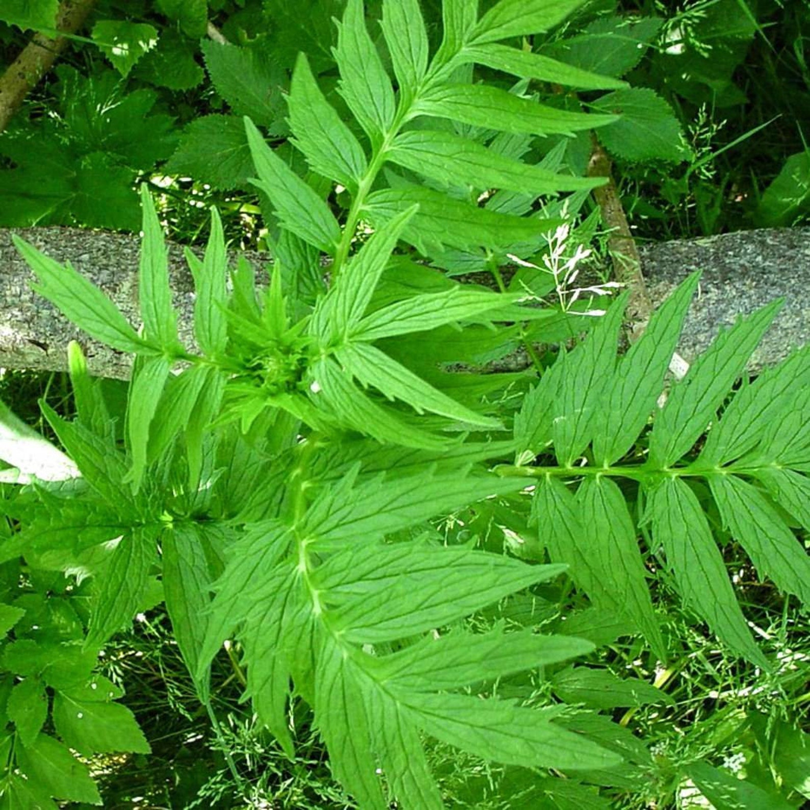 VALERIAN Root 1lb 454g ORGANIC Dried Bulk Herb Valeriana Etsy