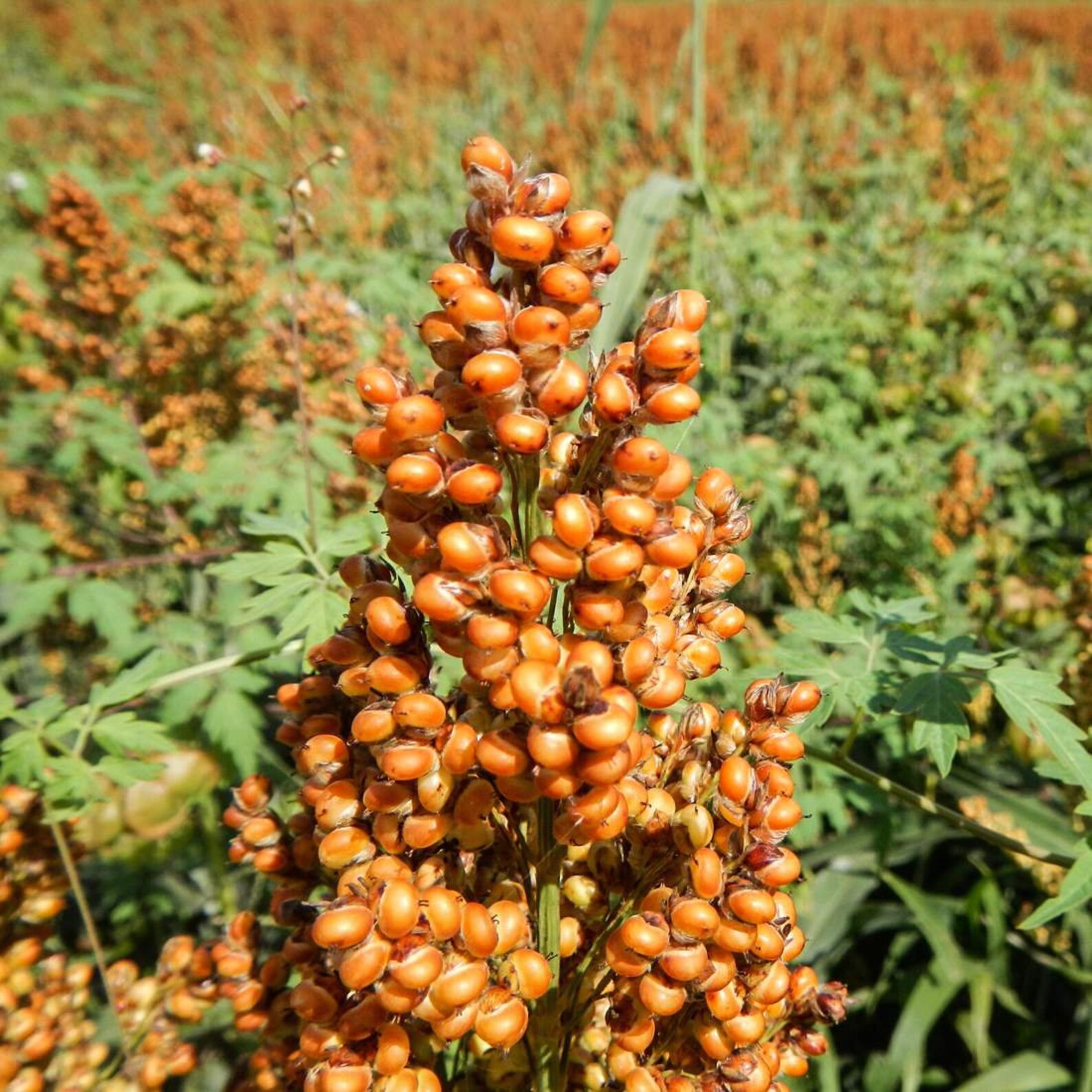 Seeds 2lb 907g ORGANIC Dried Bulk Herb Etsy