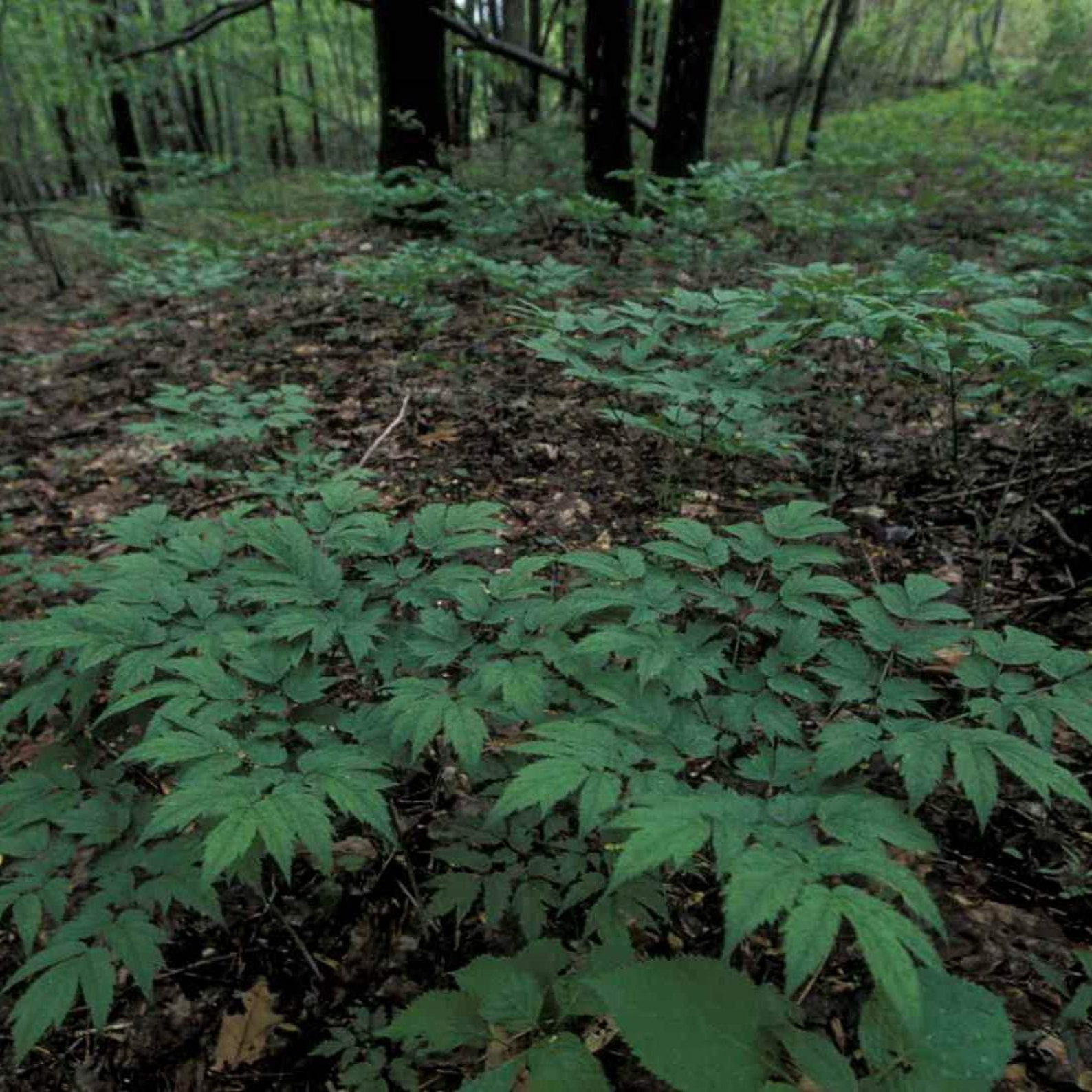 BLACK COHOSH Root 1lb 454g ORGANIC Dried Bulk Herb Etsy