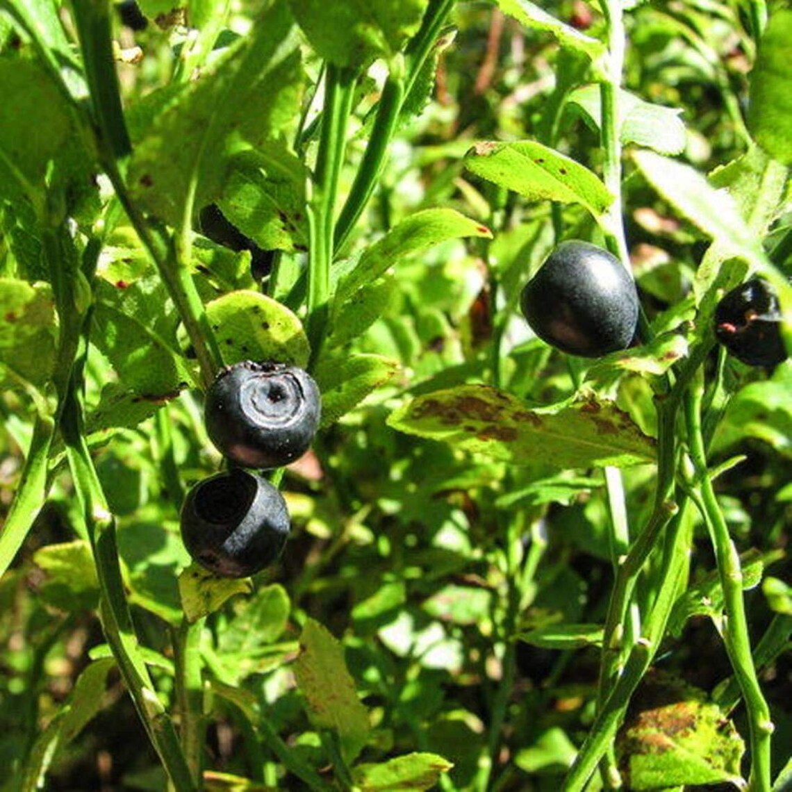 BILBERRY Leaf 1lb 454g ORGANIC Dried Bulk Herb Vaccinium Etsy UK