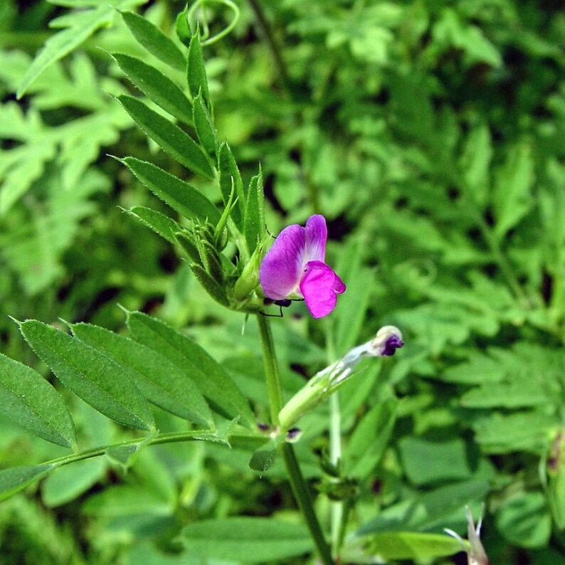 BITTER VETCH Seeds 4oz 113g ORGANIC Dried Bulk Herb, Vicia Ervilia Semens /Available qty from 2oz-4lbs/ image 5