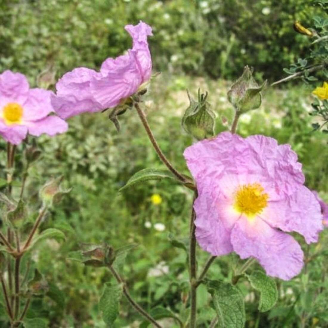 ROCK ROSE Herb 8oz 227g ORGANIC Dried Bulk Tea Cistus Etsy