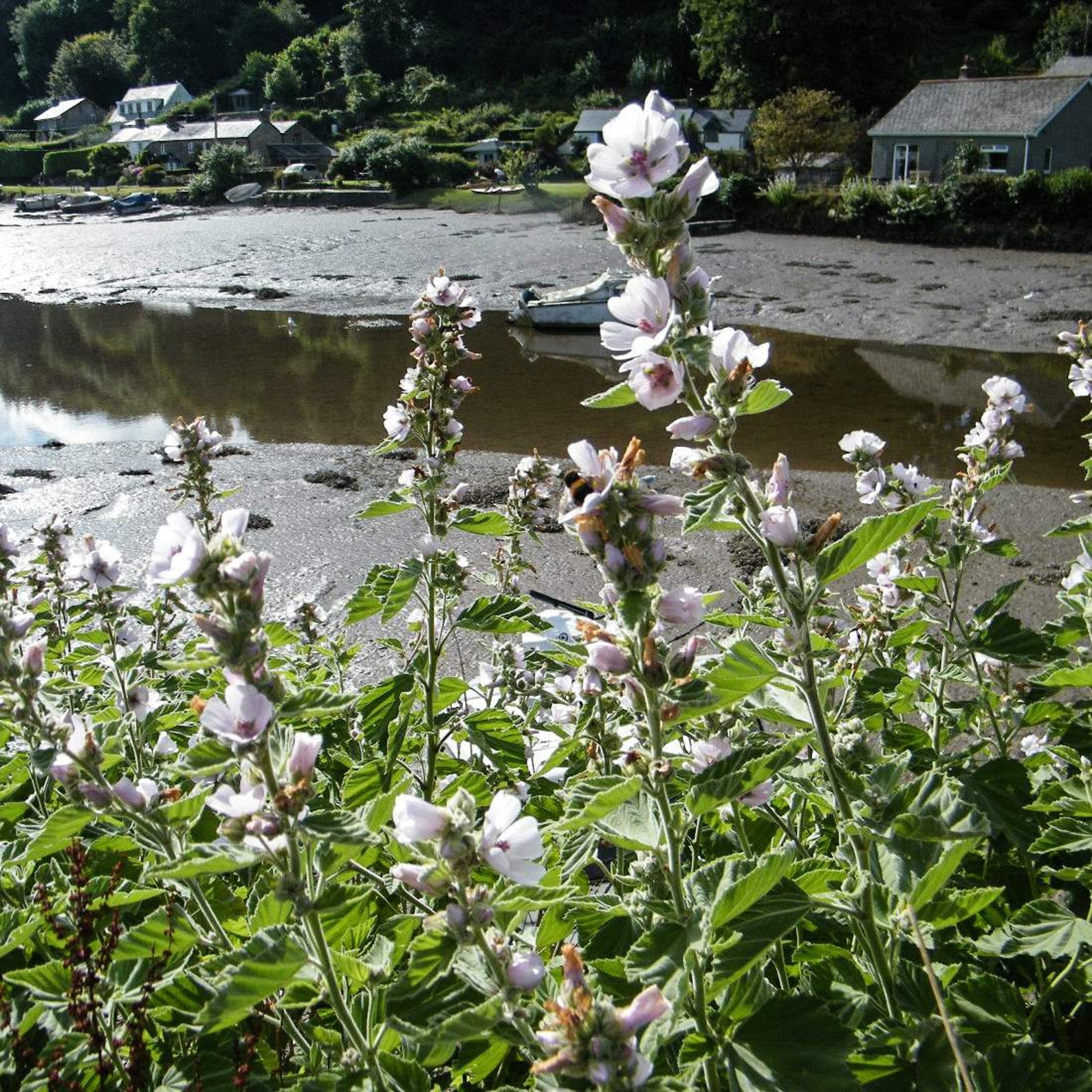 MARSHMALLOW Flower 2oz 57g ORGANIC Dried Bulk Herb Althaea Etsy