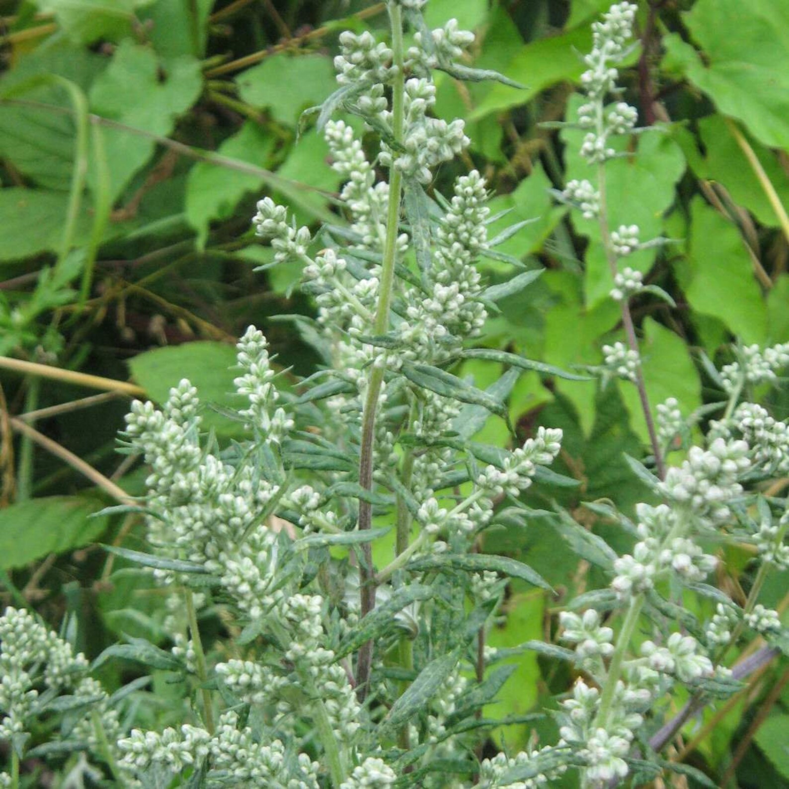 MUGWORT Herb 1lb 454g ORGANIC Dried Bulk Tea Artemisia Etsy UK