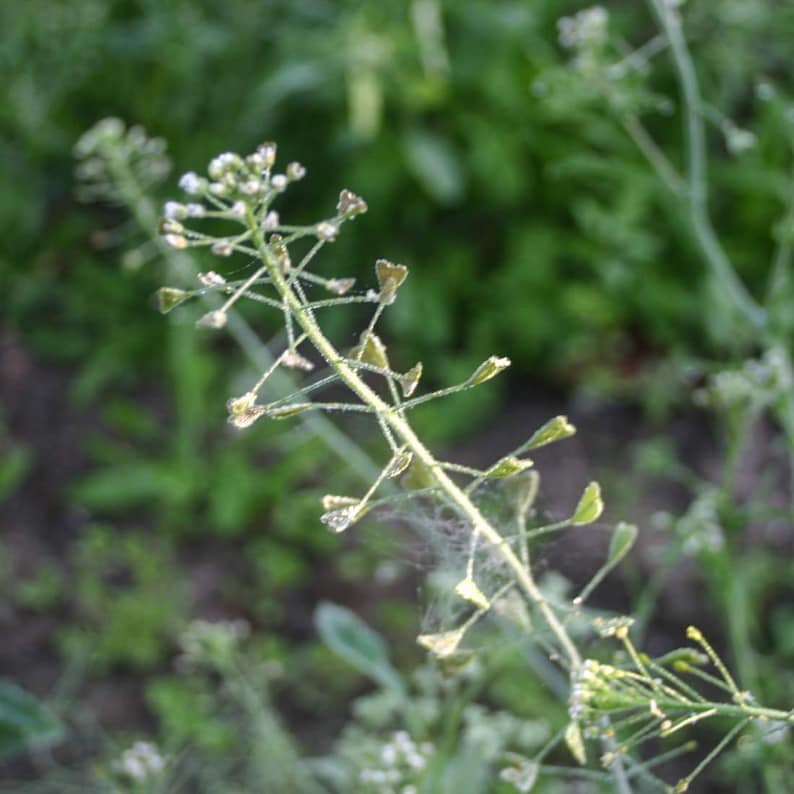 SHEPHERDS PURSE Herb 4oz 113g ORGANIC Dried Bulk Tea Etsy