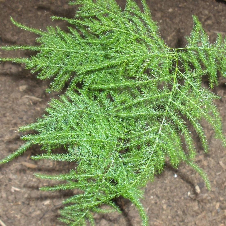 WILD ASPARAGUS Root 2oz 57g ORGANIC Dried Bulk Herb Etsy