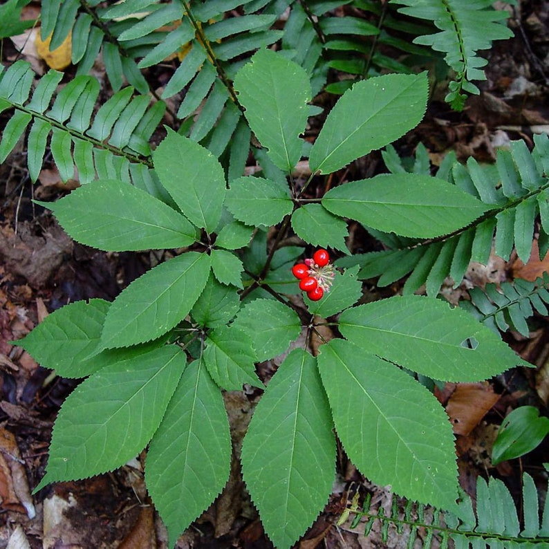 57g Panax Ginseng Radix Available qty from 2oz-4lbs ORGANIC Dried Bulk Herb GINSENG Root 2oz