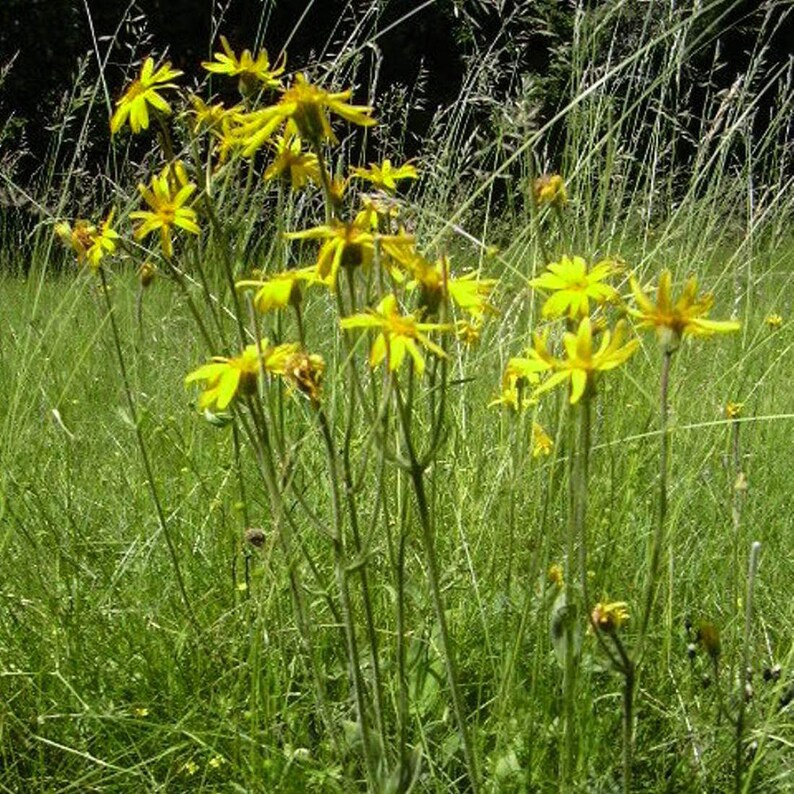 ARNICA Flower 4oz 113g ORGANIC Dried Bulk Herb Arnica Etsy