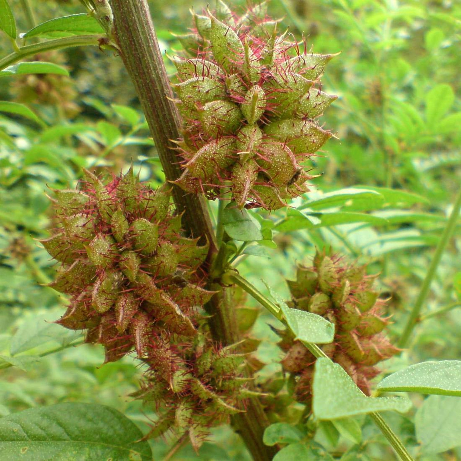 LIQUORICE Root 8oz 227g ORGANIC Dried Bulk Herb Glycyrrhiza Etsy