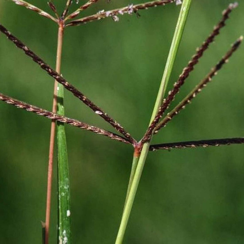 BERMUDA GRASS Root 4oz 113g ORGANIC Dried Bulk Herb, Cynodon Dactylon Radix /Available qty from 2oz-4lbs/ image 5