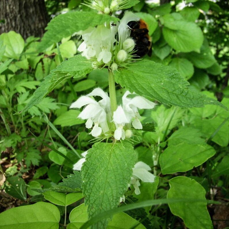 White Dead Nettle Herb 4lb 1814g ORGANIC Dried Bulk Tea, Lamium Album L Herba /Available qty from 2oz-4lbs/ image 3