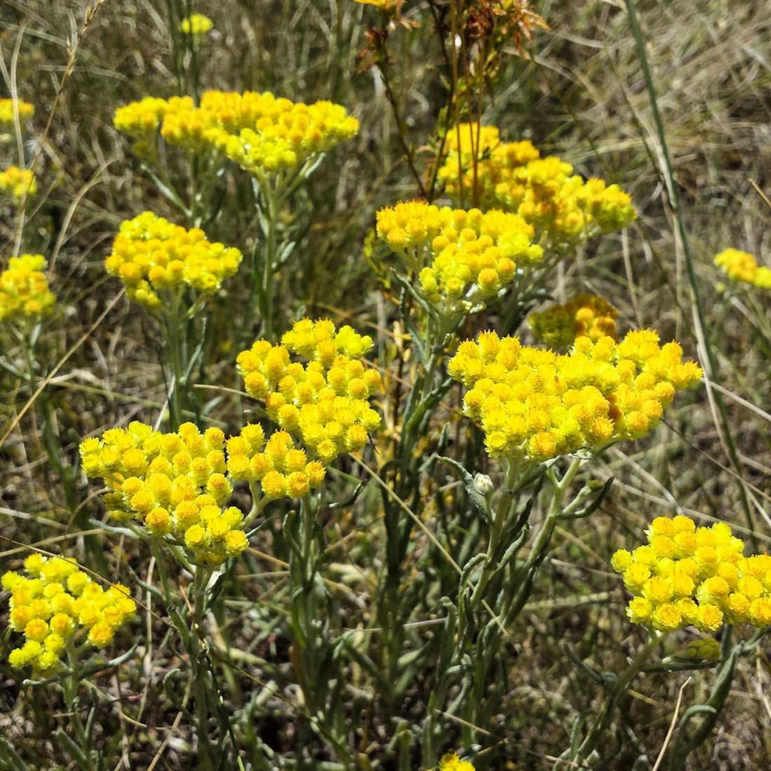 EVERLASTING FLOWER Flower 2oz 57g ORGANIC Dried Bulk Herb Etsy